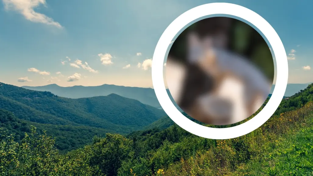 Conoce al animal nativo de Nuevo León que trepa los árboles de la Sierra de Picachos