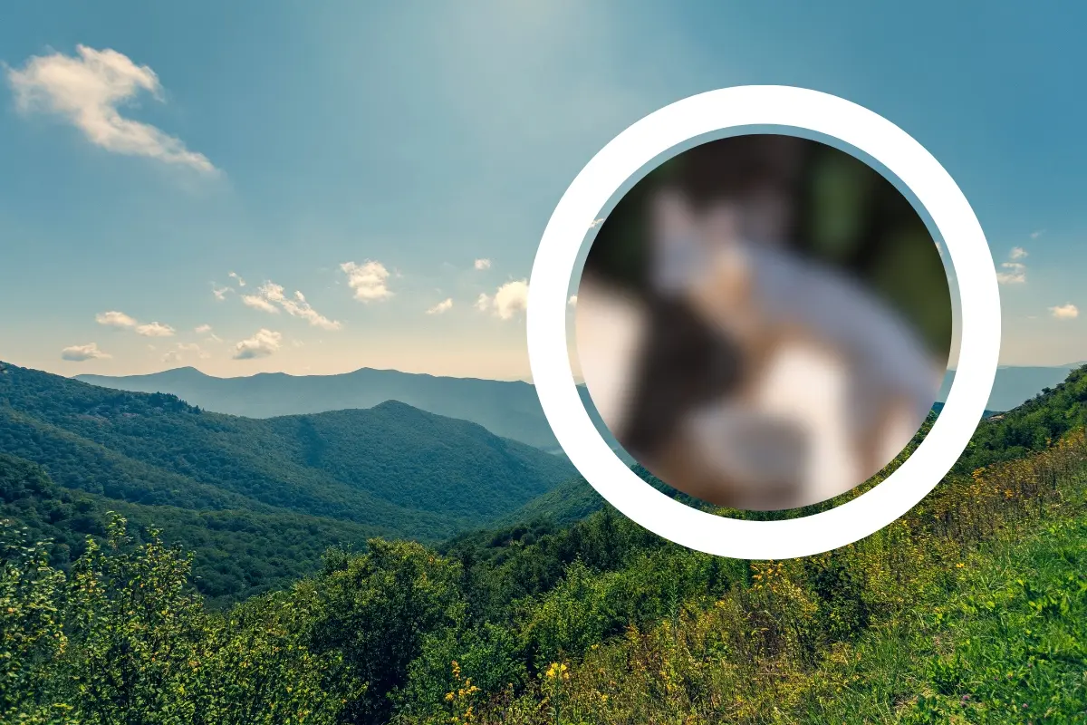 Una montaña y un animal con blur. Foto: Canva