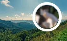 Conoce al animal nativo de Nuevo León que trepa los árboles de la Sierra de Picachos