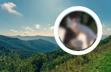 Conoce al animal nativo de Nuevo León que trepa los árboles de la Sierra de Picachos
