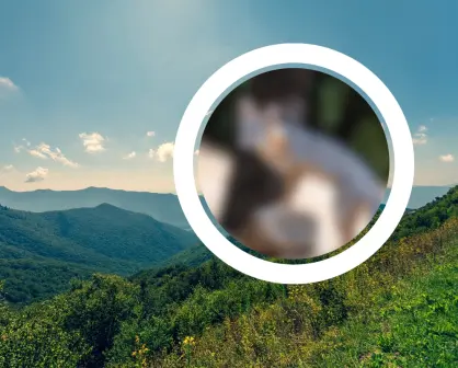 Conoce al animal nativo de Nuevo León que trepa los árboles de la Sierra de Picachos