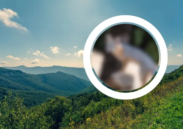 Conoce al animal nativo de Nuevo León que trepa los árboles de la Sierra de Picachos