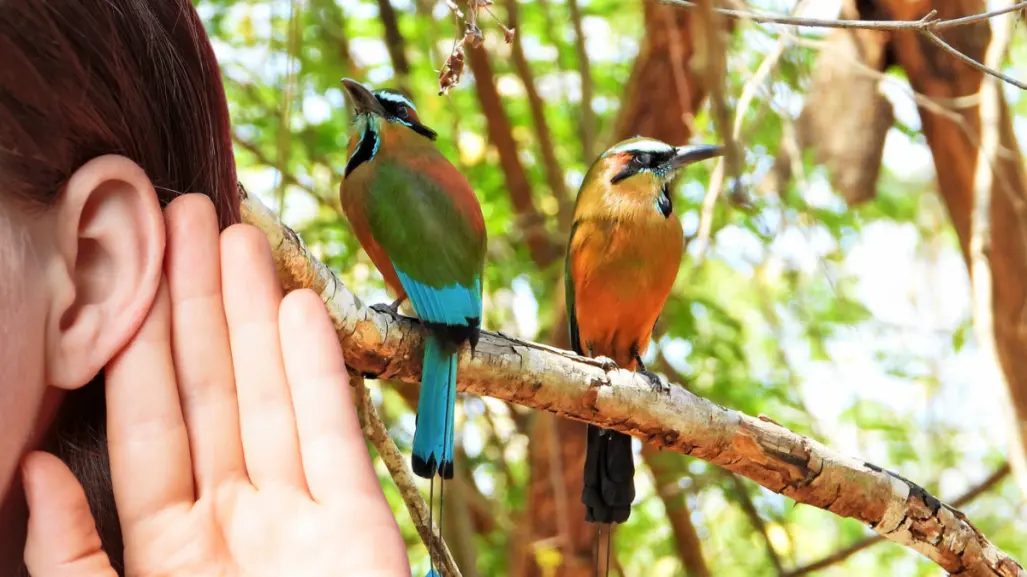 ¡Así suena Yucatán! Estas son las aves que se pueden escuchar en Mérida