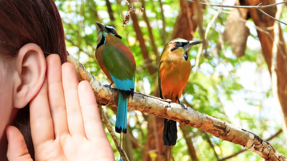aves