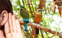 ¡Así suena Yucatán! Estas son las aves que se pueden escuchar en Mérida