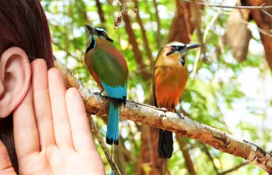 ¡Así suena Yucatán! Estas son las aves que se pueden escuchar en Mérida