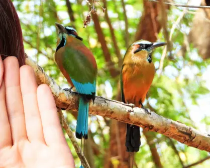 ¡Así suena Yucatán! Estas son las aves que se pueden escuchar en Mérida