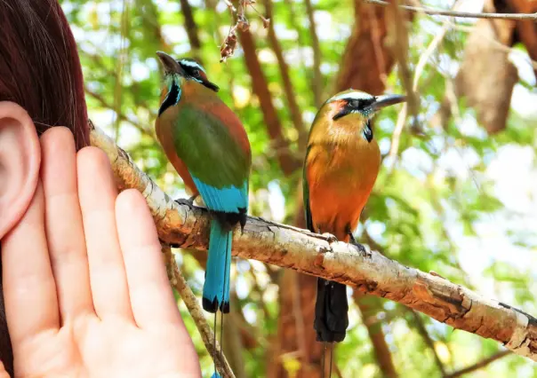 ¡Así suena Yucatán! Estas son las aves que se pueden escuchar en Mérida