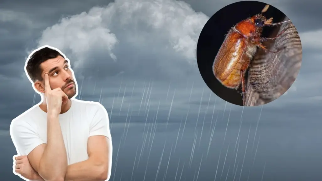 Invasión de cuclines por fuertes lluvias en Yucatán ¿Qué son y cuál es su origen?
