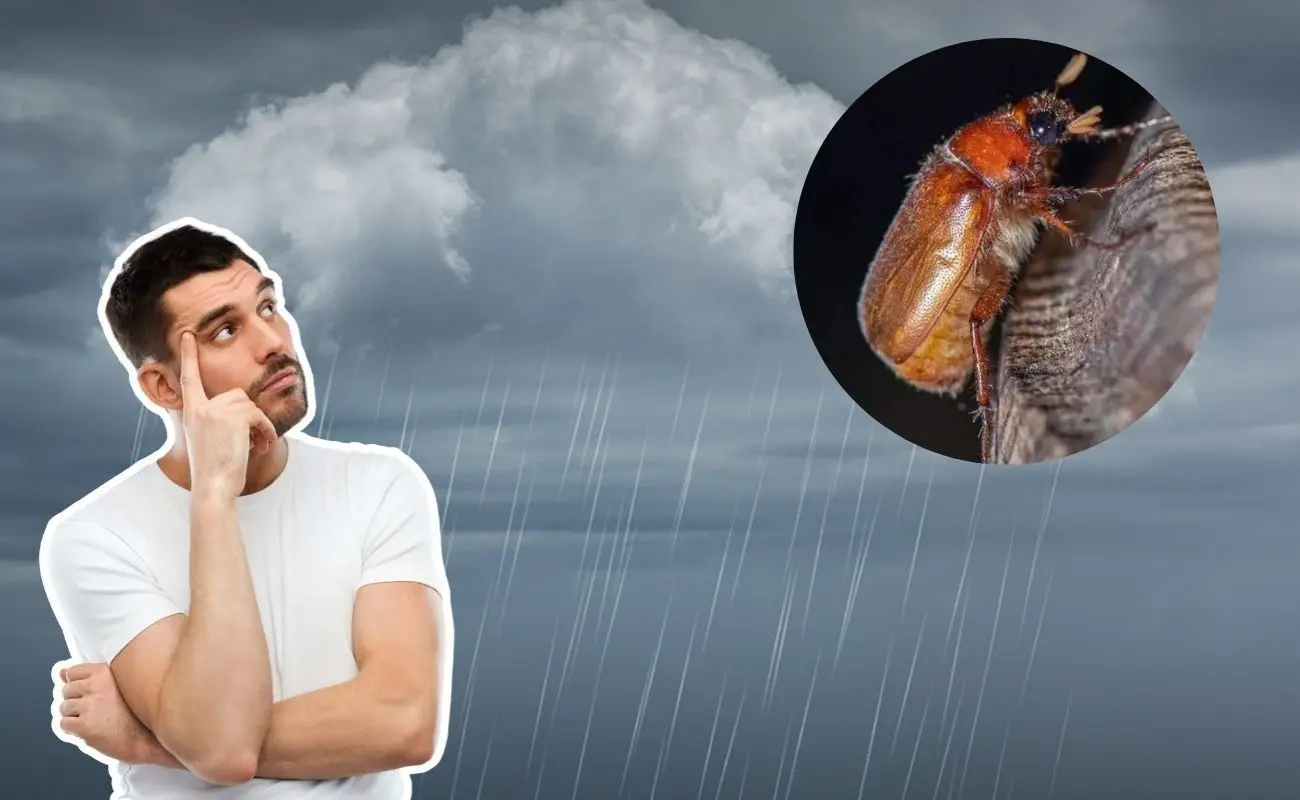 ¿Qué son los cuclines y por qué aparecen con la lluvia? Foto: Canva