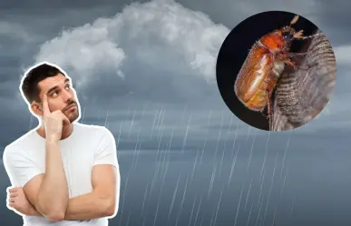 Invasión de cuclines por fuertes lluvias en Yucatán ¿Qué son y cuál es su origen?