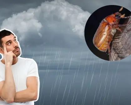 Invasión de cuclines por fuertes lluvias en Yucatán ¿Qué son y cuál es su origen?