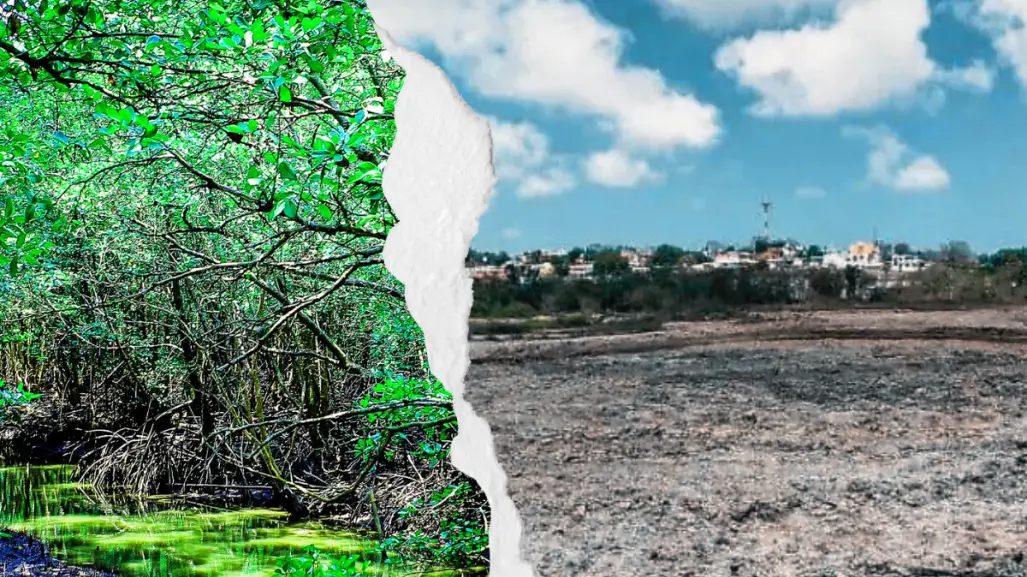 Manglares del sur de Tamaulipas: denuncian, ecocidio y una sentencia que nadie cumple