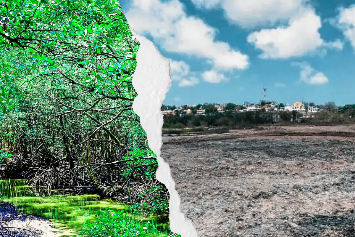 Manglares del sur de Tamaulipas: denuncian, ecocidio y una sentencia que nadie cumple