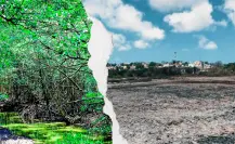 Manglares del sur de Tamaulipas: denuncian, ecocidio y una sentencia que nadie cumple