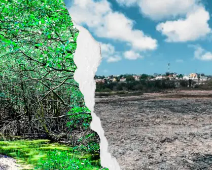 Manglares del sur de Tamaulipas: denuncian, ecocidio y una sentencia que nadie cumple