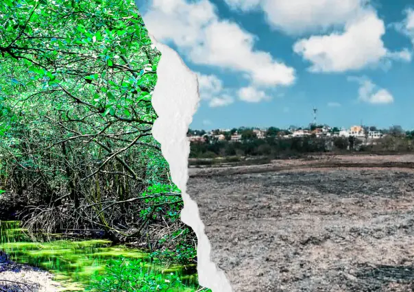 Manglares del sur de Tamaulipas: denuncian, ecocidio y una sentencia que nadie cumple