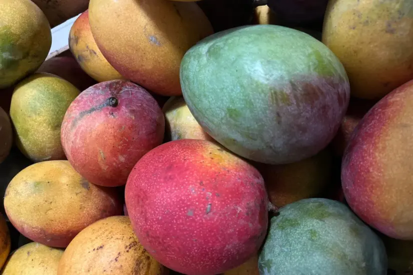 Temporada de mangos en la región de Gómez Farías, Tamaulipas | Foto: Perla Herrera
