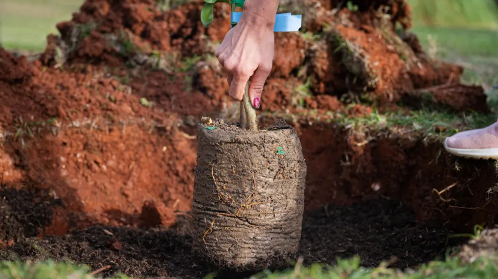 Plantas nativas de Coahuila, 6 opciones de árboles para plantar en casa