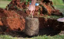 Plantas nativas de Coahuila, 6 opciones de árboles para plantar en casa
