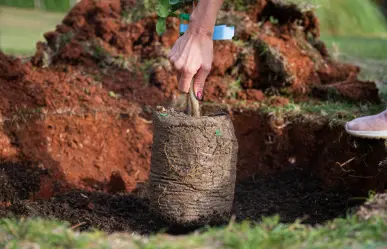 Plantas nativas de Coahuila, 6 opciones de árboles para plantar en casa