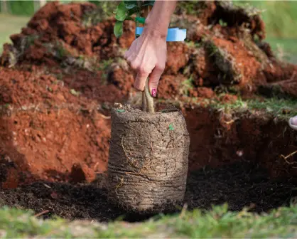 Plantas nativas de Coahuila, 6 opciones de árboles para plantar en casa