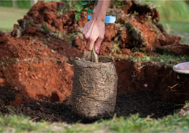 Plantas nativas de Coahuila, 6 opciones de árboles para plantar en casa
