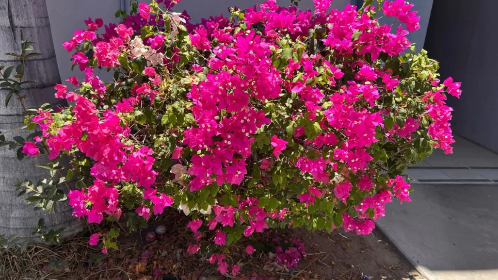 El árbol florido que adorna Baja California Sur y es parte de su riqueza natural