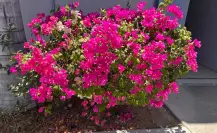 El árbol florido que adorna Baja California Sur y es parte de su riqueza natural