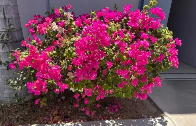 El árbol florido que adorna Baja California Sur y es parte de su riqueza natural