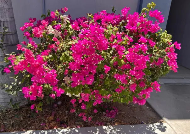 El árbol florido que adorna Baja California Sur y es parte de su riqueza natural
