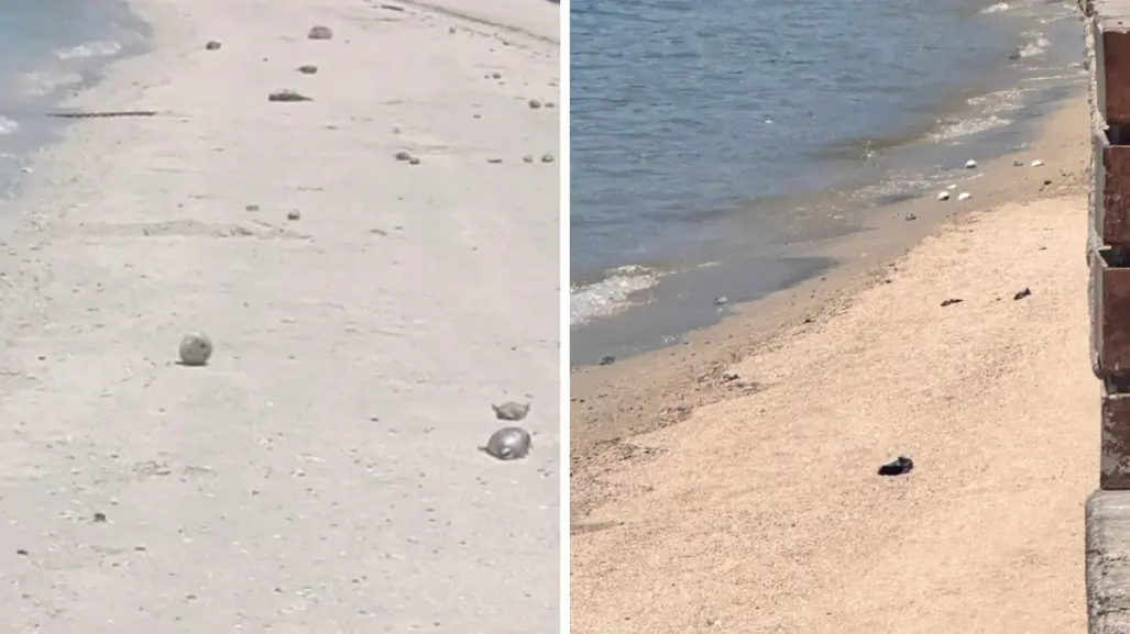 Aparecen peces globos en el Malecón de La Paz, ¿representan una amenaza para la ciudadanía?