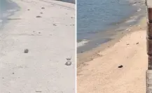 Aparecen peces globos en el Malecón de La Paz, ¿representan una amenaza para la ciudadanía?