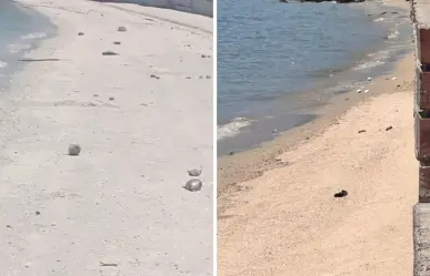 Aparecen peces globos en el Malecón de La Paz, ¿representan una amenaza para la ciudadanía?