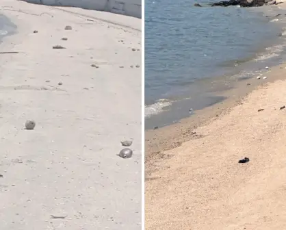 Aparecen peces globos en el Malecón de La Paz, ¿representan una amenaza para la ciudadanía?