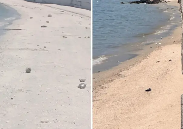 Aparecen peces globos en el Malecón de La Paz, ¿representan una amenaza para la ciudadanía?