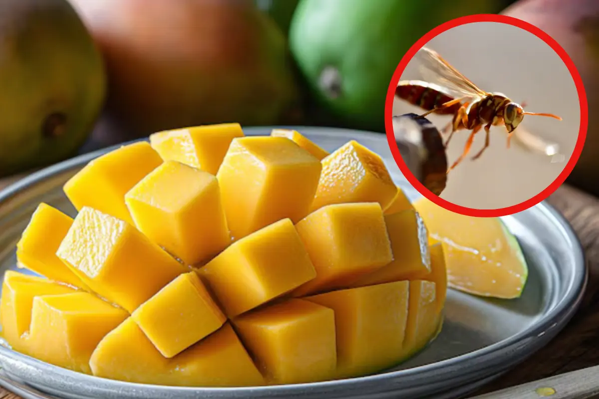 Tamaulipas es una de las entidades con mejor producción de mango y, más allá de las recetas culinarias, los tamaulipecos han sabido aprovechar sus propiedades como medicina alternativaUnsplash Freepik