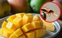 Con este remedio casero tamaulipeco a base de mango puedes aliviar picaduras de insecto