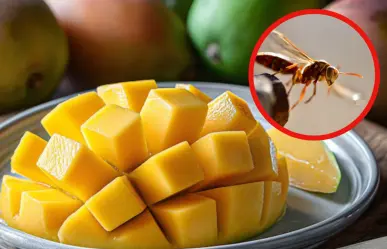 Con este remedio casero tamaulipeco a base de mango puedes aliviar picaduras de insecto