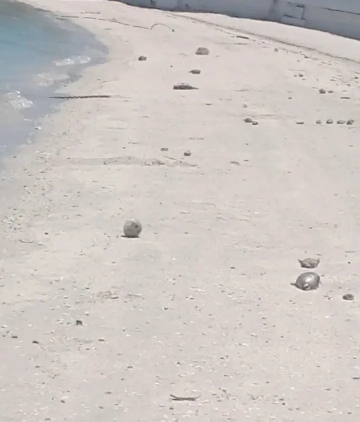 Foto: NBCS Noticias / Facebook.