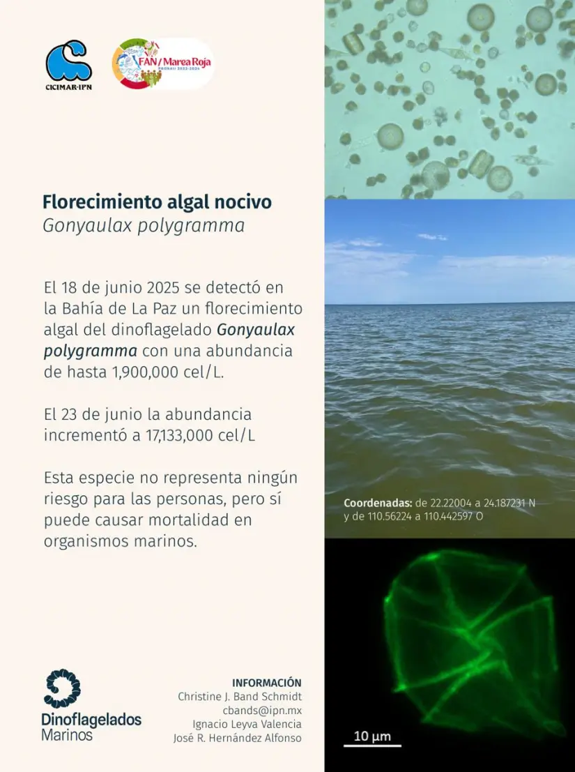 Foto: CICIMAR IPN.