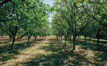 El árbol nativo de Durango considerado una especie amenazada por su sobreexplotación