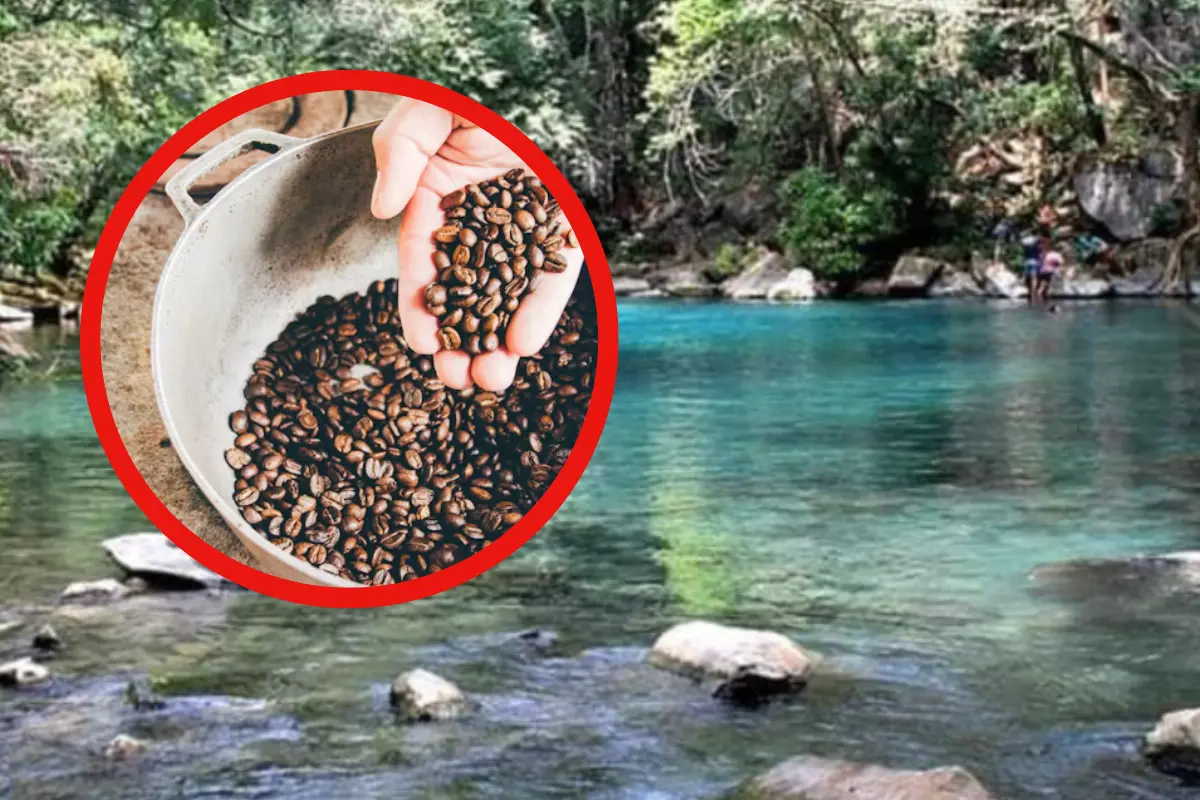 Gómez Farias es considerado una de las cunas del café en Tamaulipas según la IAFreepik