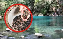 En este municipio se produce el mejor café de Tamaulipas según la IA