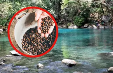 En este municipio se produce el mejor café de Tamaulipas según la IA