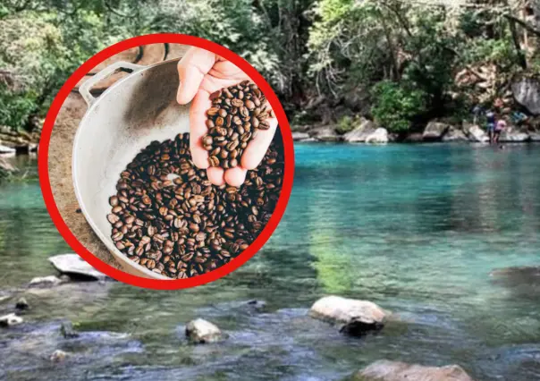 En este municipio se produce el mejor café de Tamaulipas según la IA