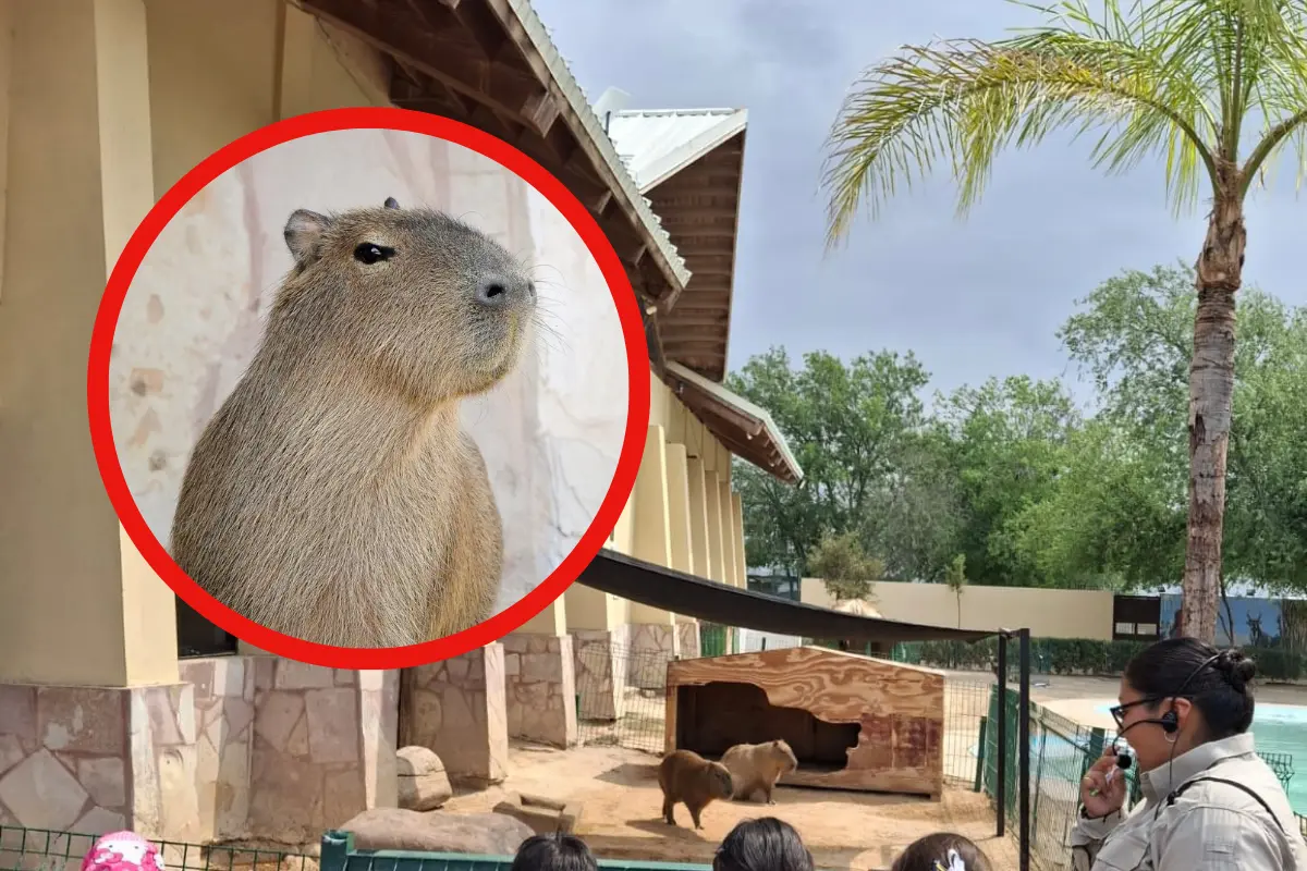 El zoológico y acuario de Nuevo Laredo sin duda se ha convertido en uno de los referentes para observar a las famosas capibaras que han ganado popularidad en redes socialeszoológico de Nuevo Laredo