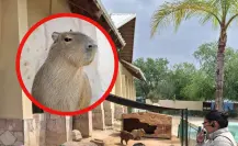 En este zoológico de Tamaulipas puedes ver capibaras