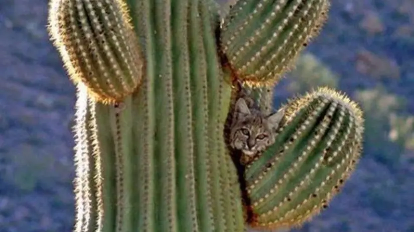 Aunque no está en peligro, sufre por la pérdida de hábitat y presencia humana. Foto: Sudcalifornios.com