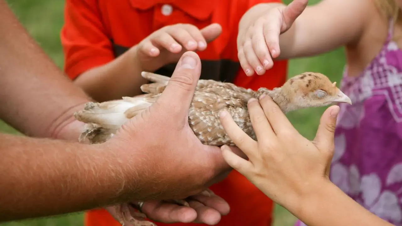 Curso de Verano en Zacango: diversión y aprendizaje para que tus hijos disfruten estas vacaciones. Foto: Canva